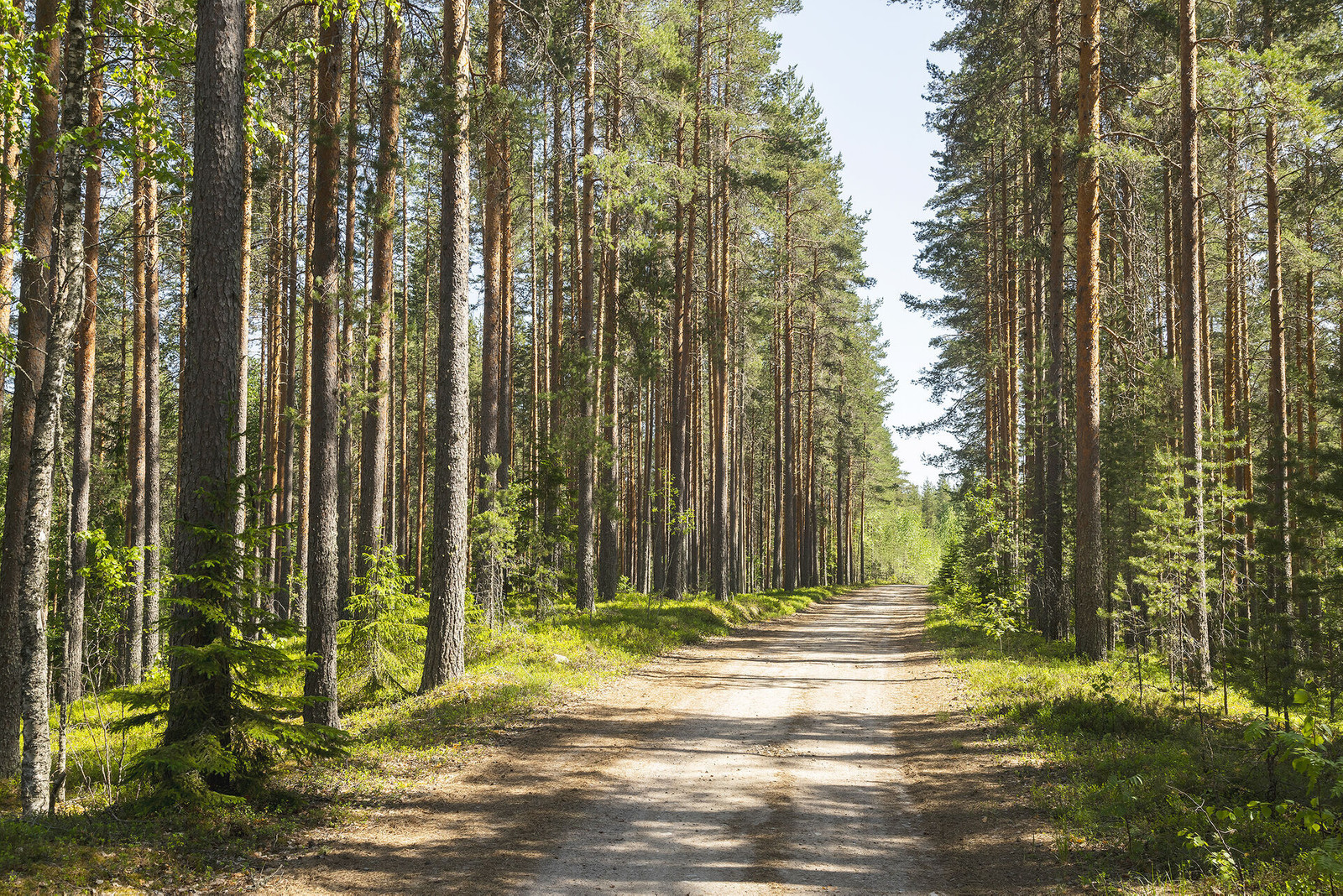 Hiekkatie metsän keskellä