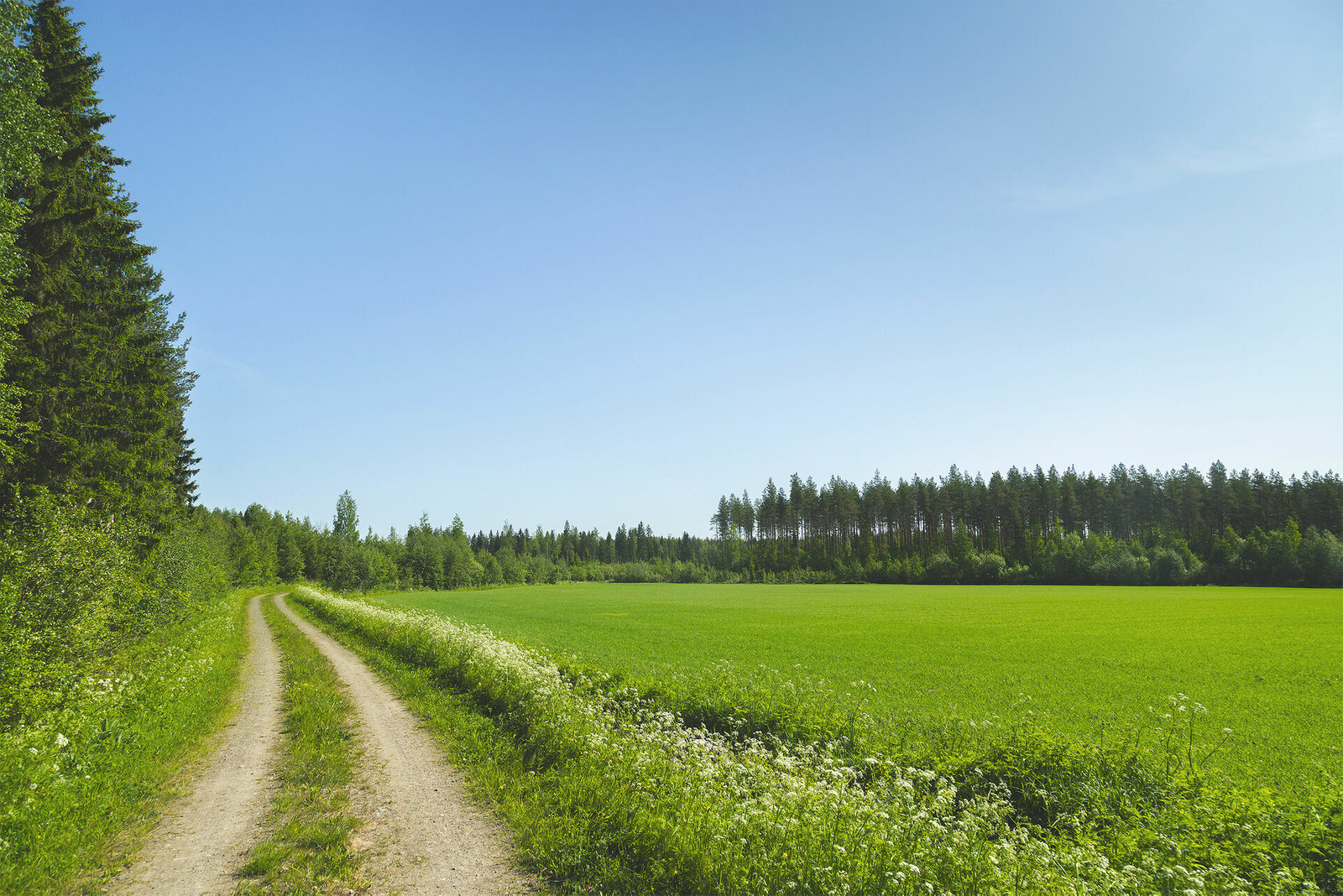 Kesäinen maisema. Hiekkatie pellon laidalla