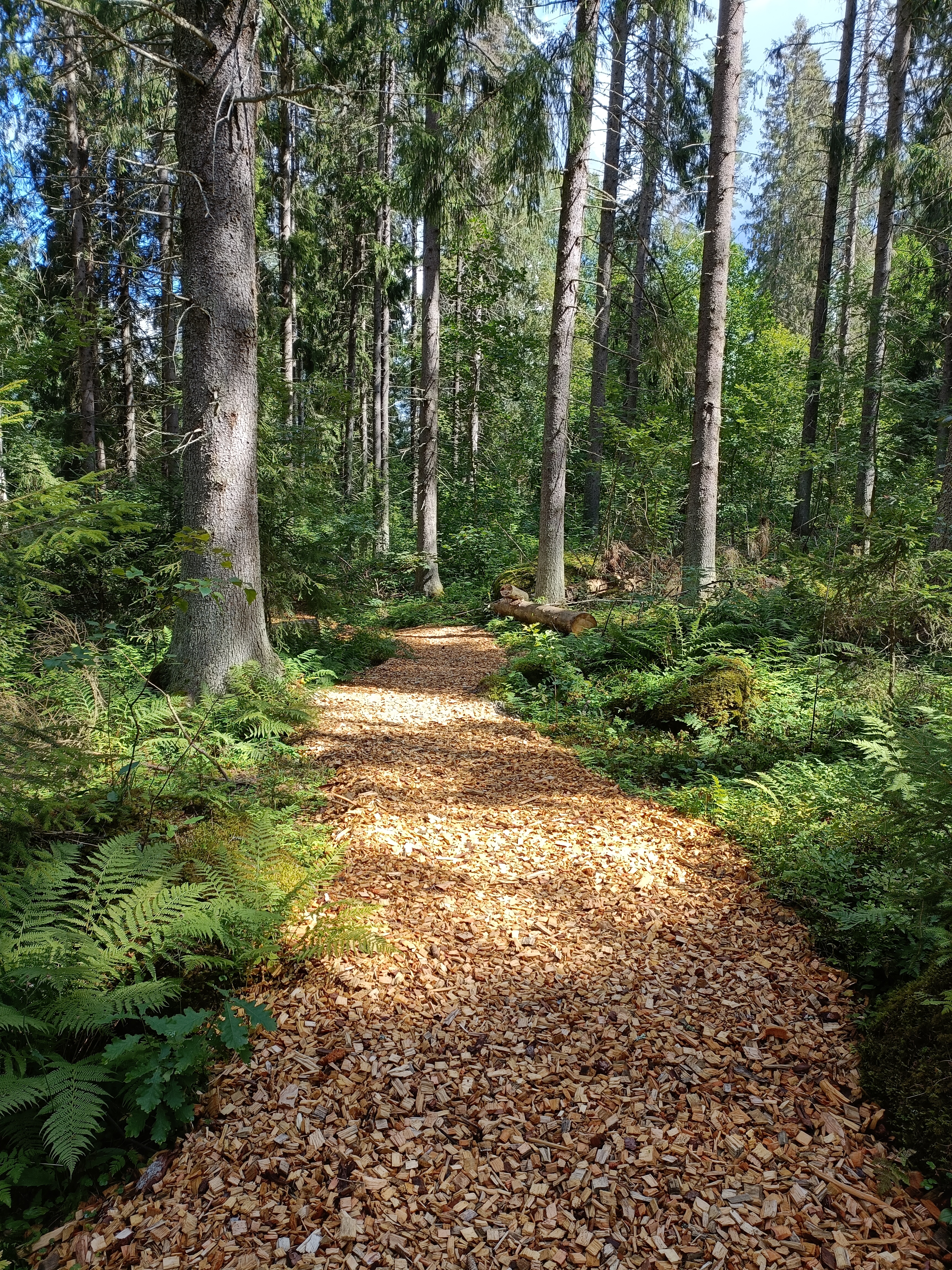 Haketettu polku, polun vieressä kuusia
