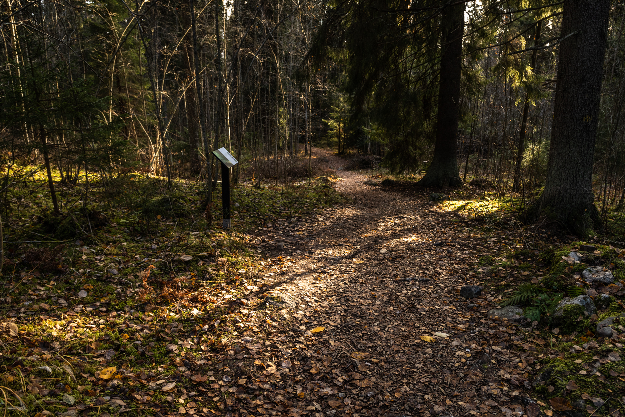 haketettu polku, kuusia polun vieressä ja teemakyltti kertomassa
