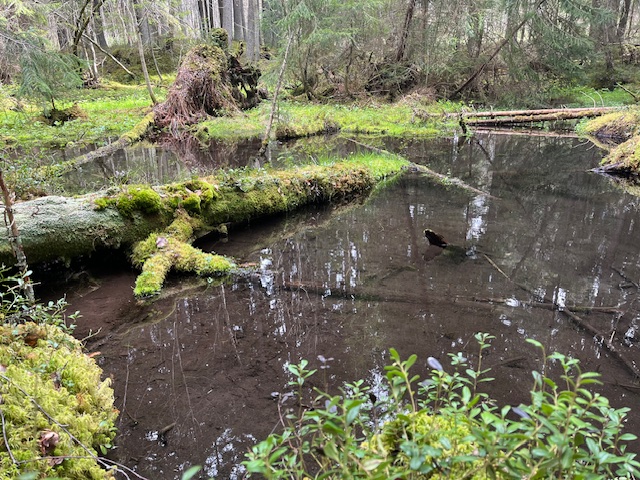 Suuri avolähde, jossa puunrunko, joka on sammaleen ja jäkälän peitossa.