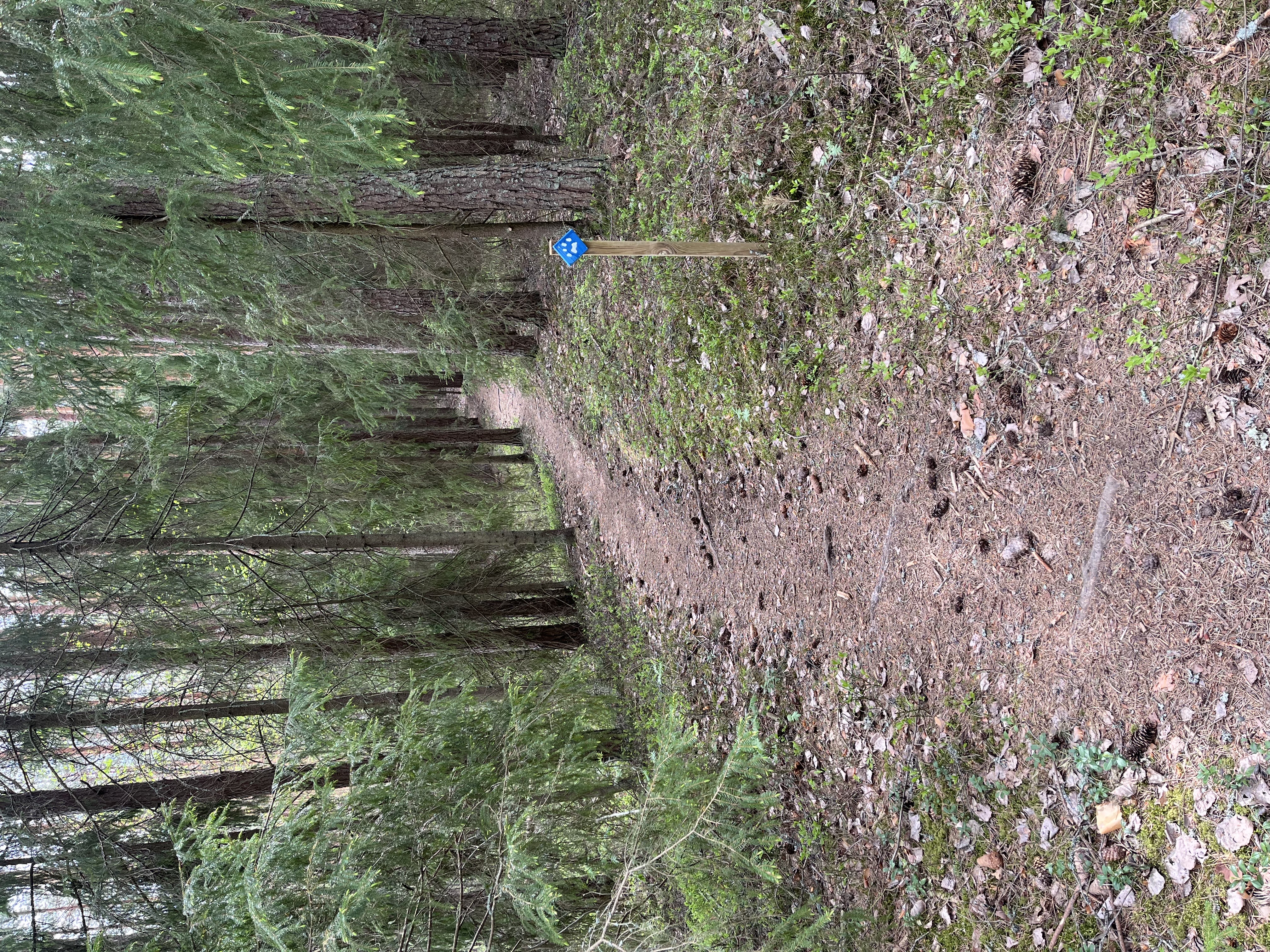 Luontopolun reittimerkki metsässä kulkevan polun varrella.