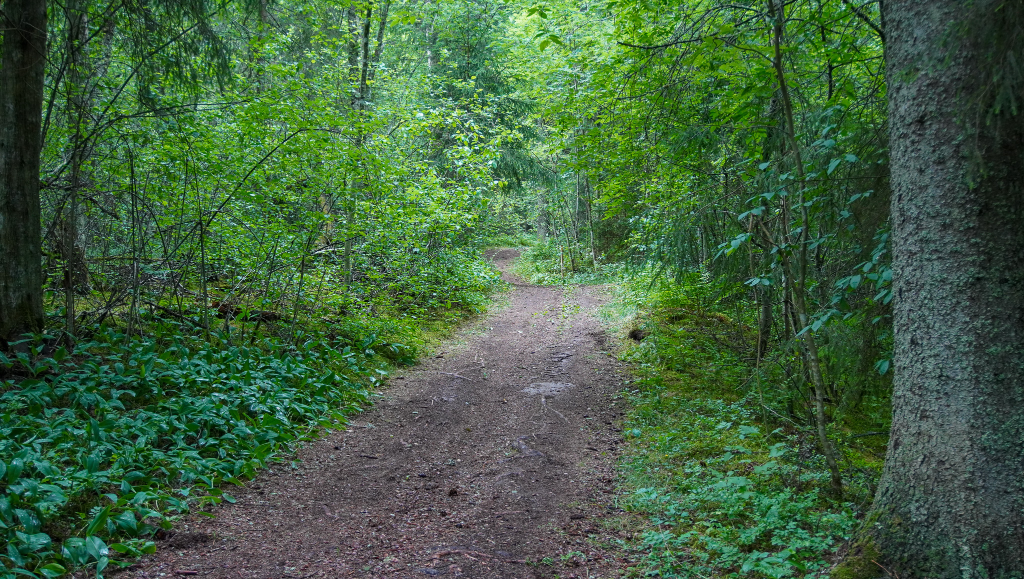 Leveä polku kulkee lehtomaisessa metsässä.