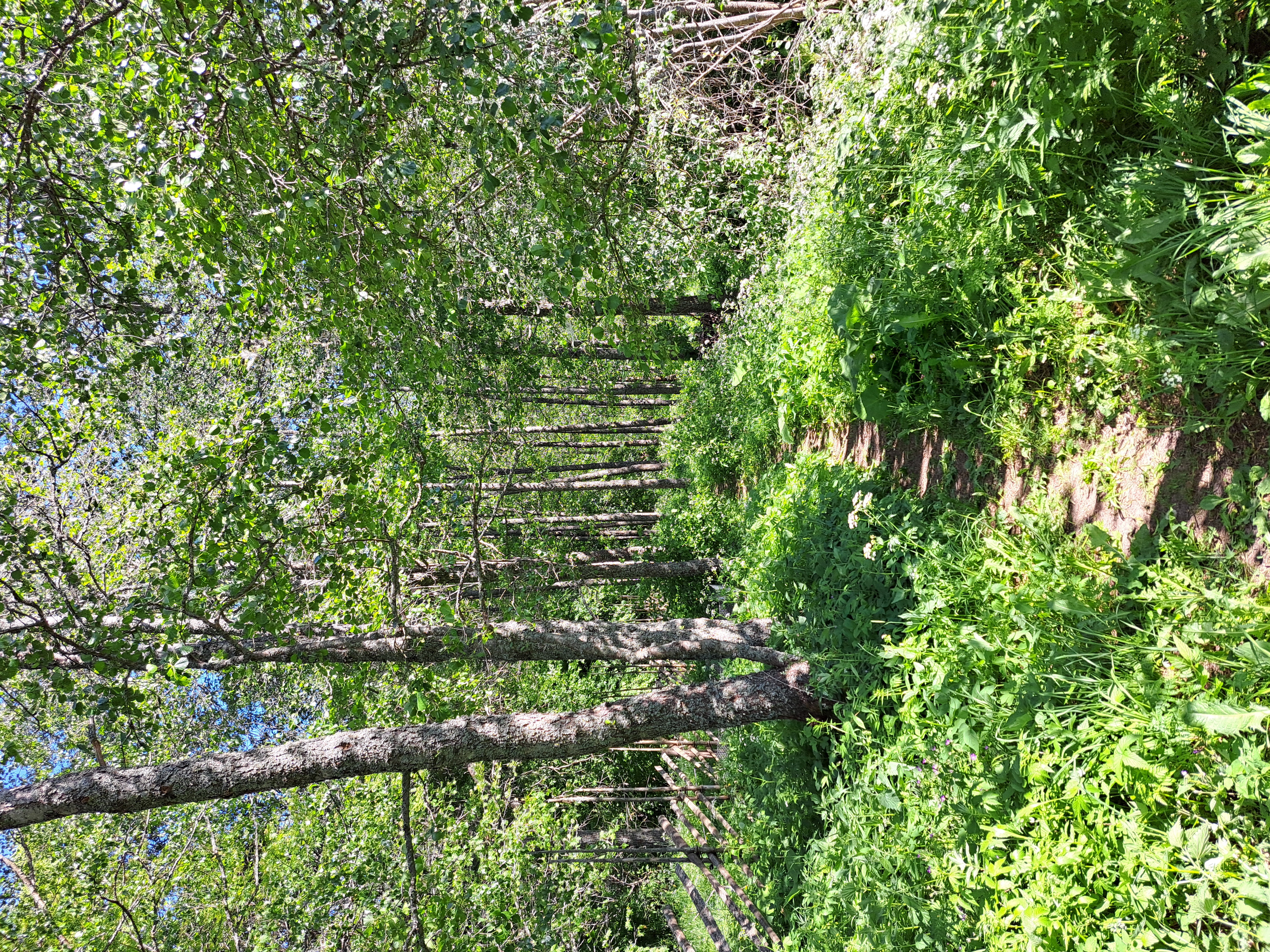 Syötävä metsäpuutarha