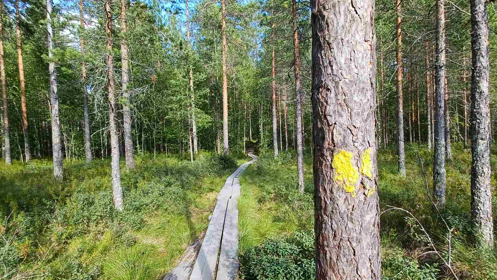 A boardwalk. In the foreground, a tree with a yellow paint mark