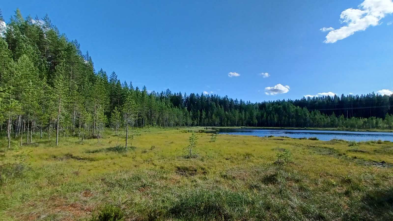 A summer landscape from the salt marsh.