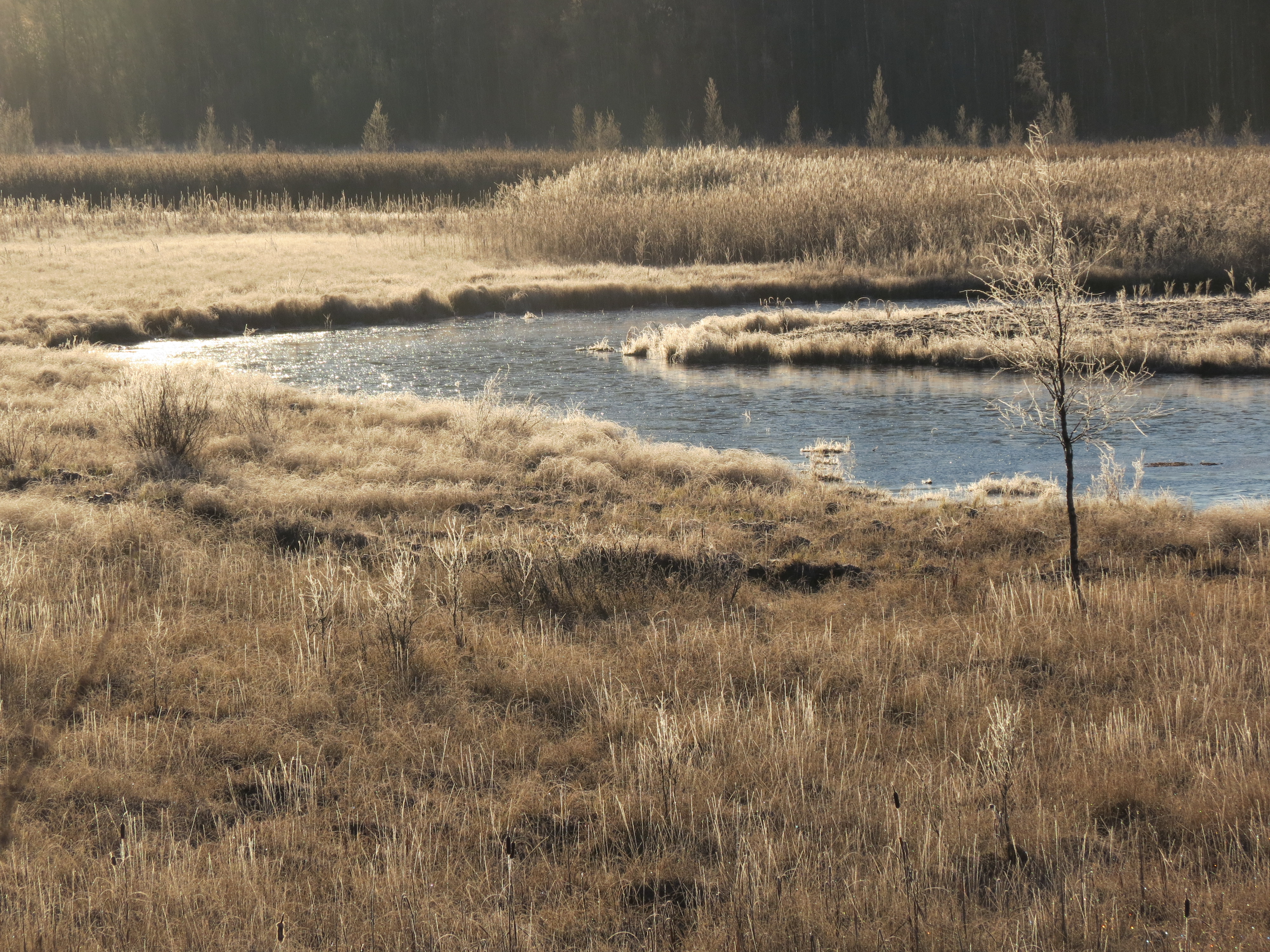 Ruovikkoinen kosteikkomaisema, jonka läpi virtaa joenuoma.