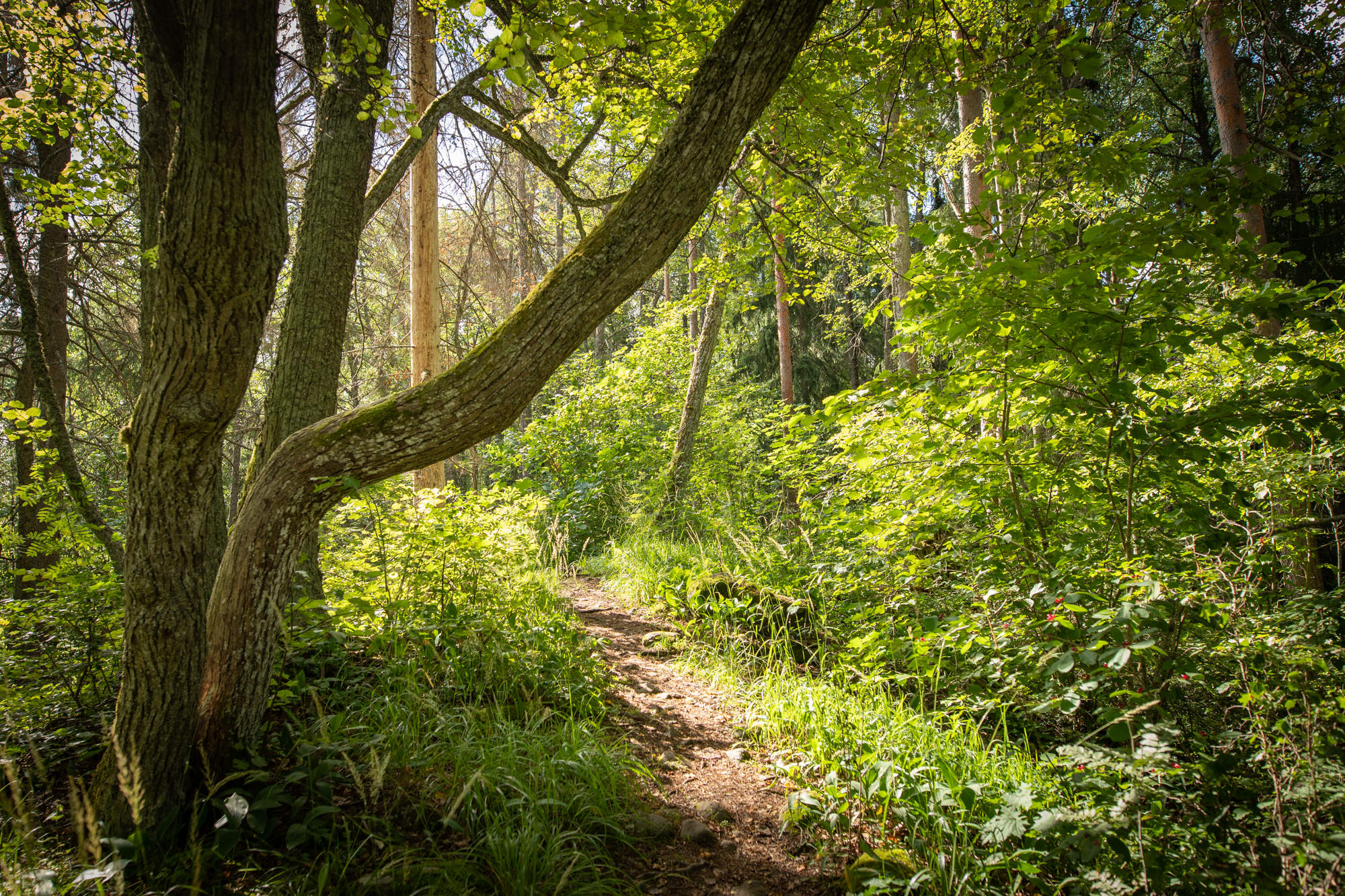 The nature trail winds through lush woodland vegetation and among old trees.