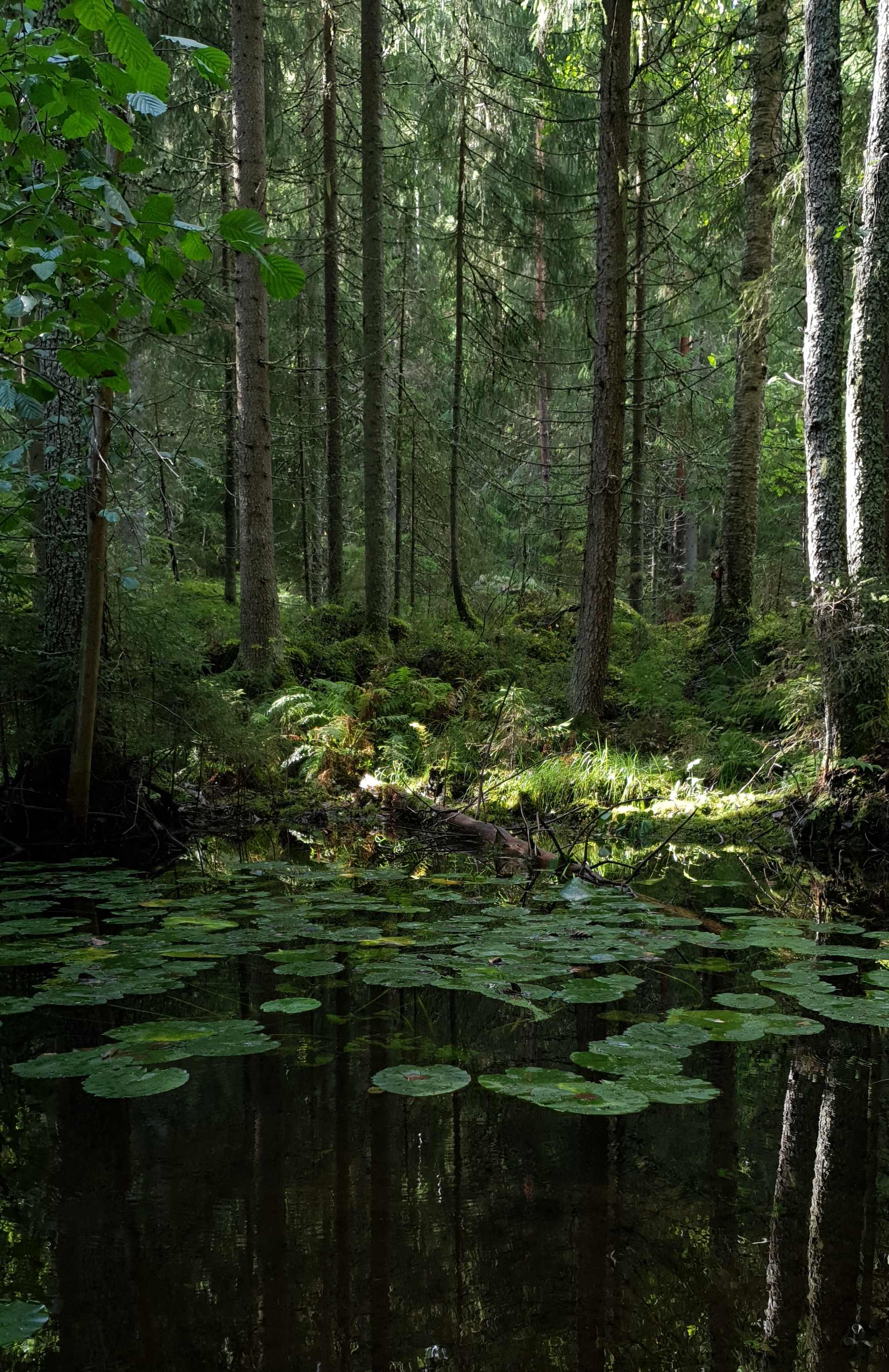 A small pond surrounded by mossy green forest