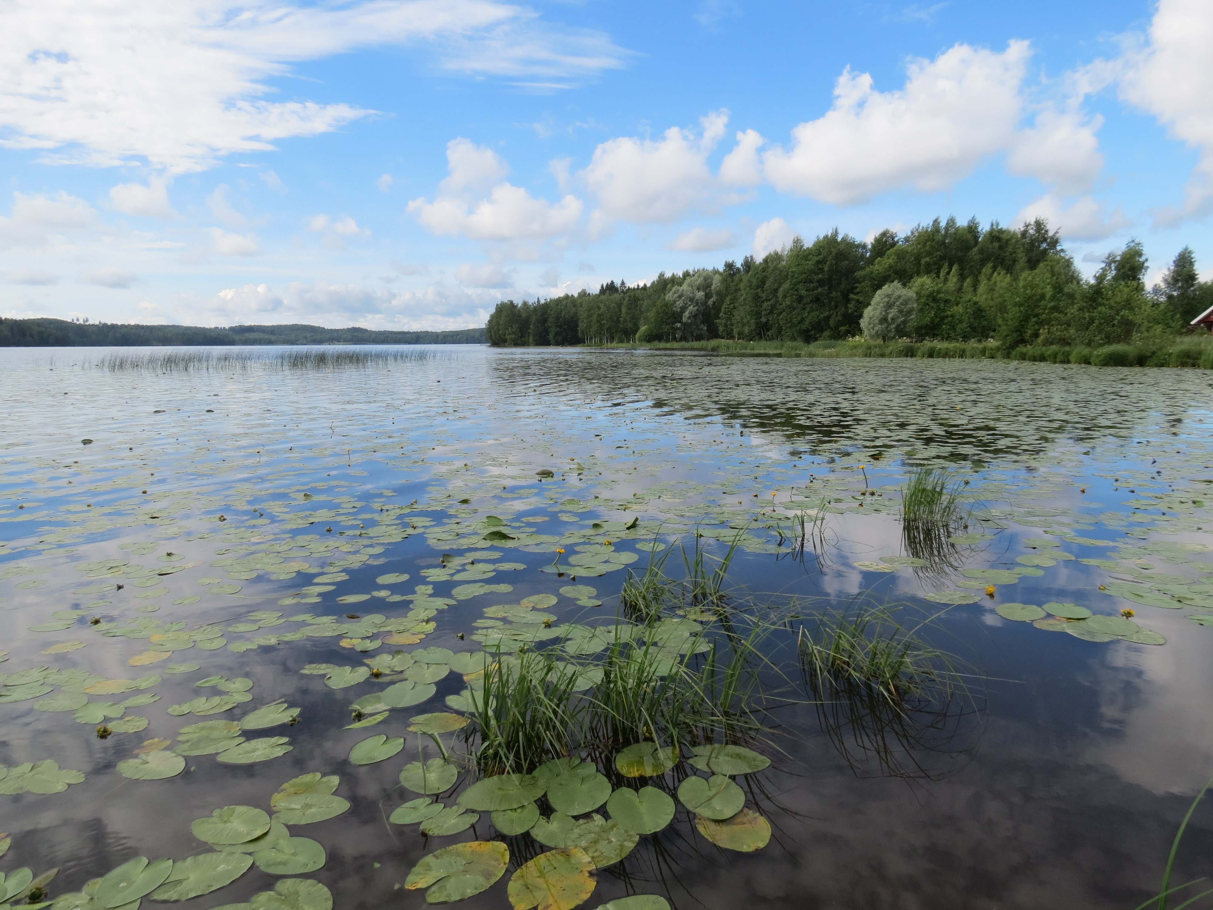 Vesikasveja järvessä.