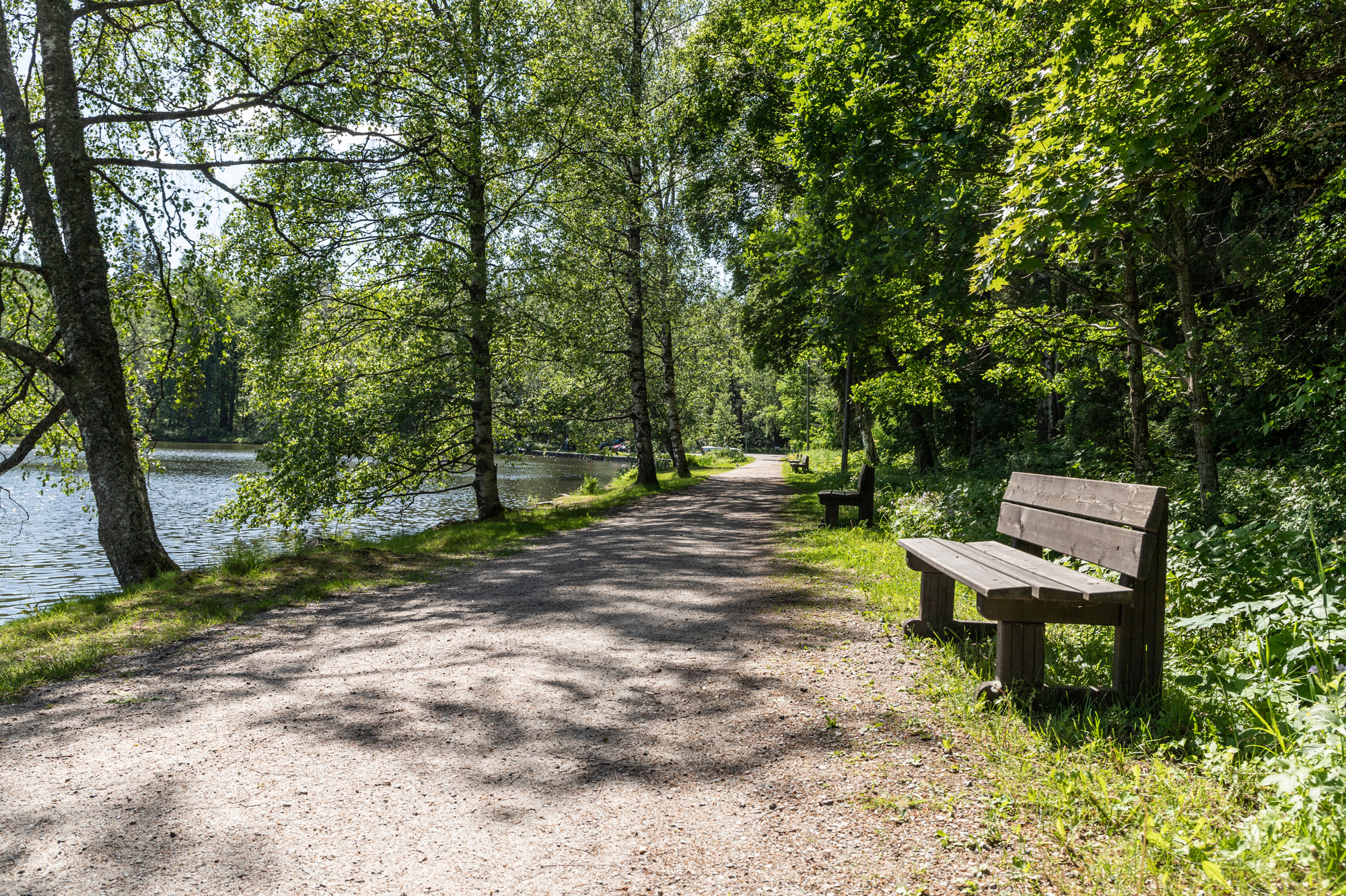 A tree-lined walking path along the pond, with a bench where you can rest and enjoy the scenery.
