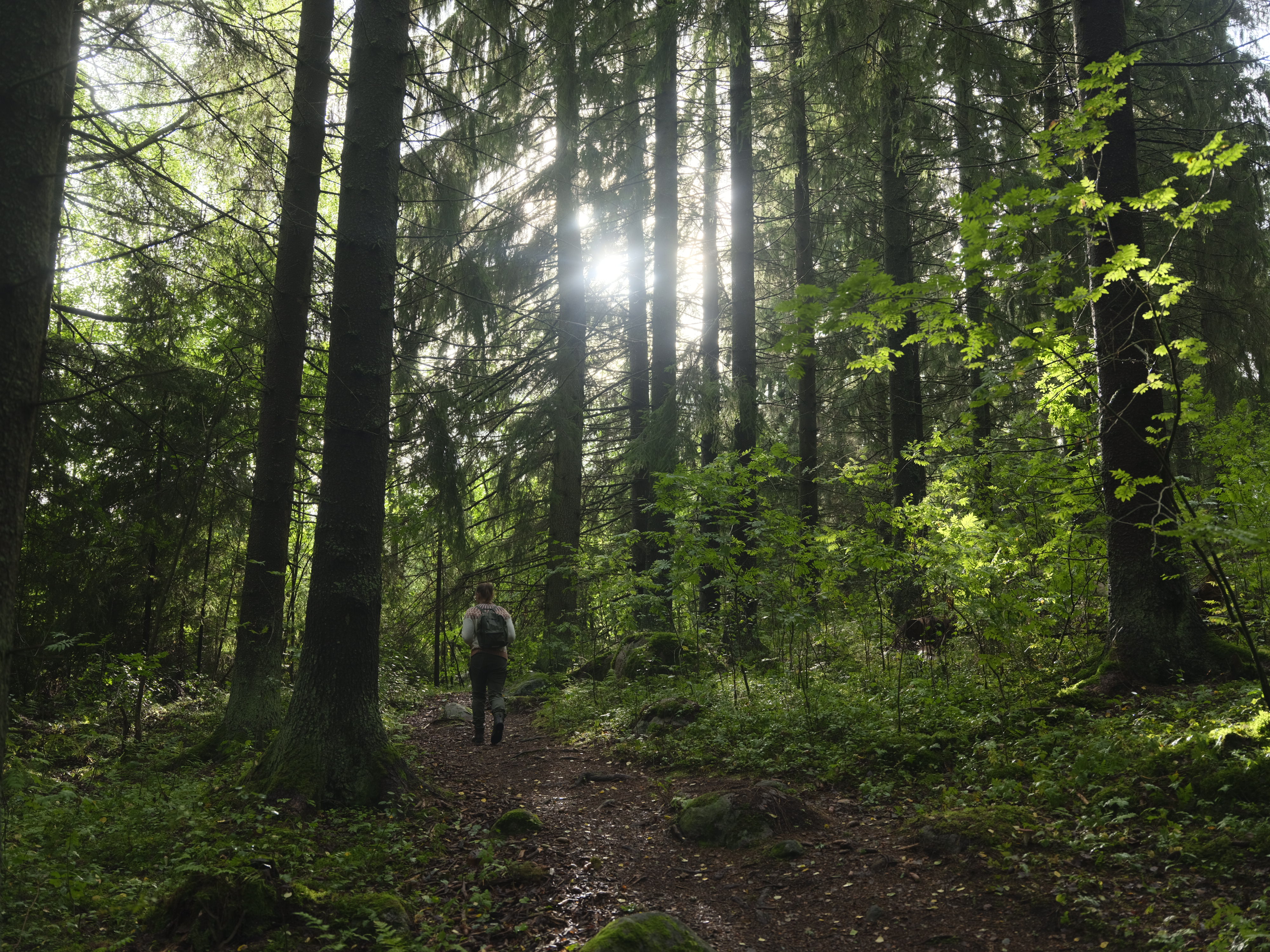 Hiker walking in a forest.