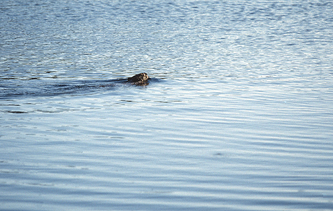 Majava uimassa.