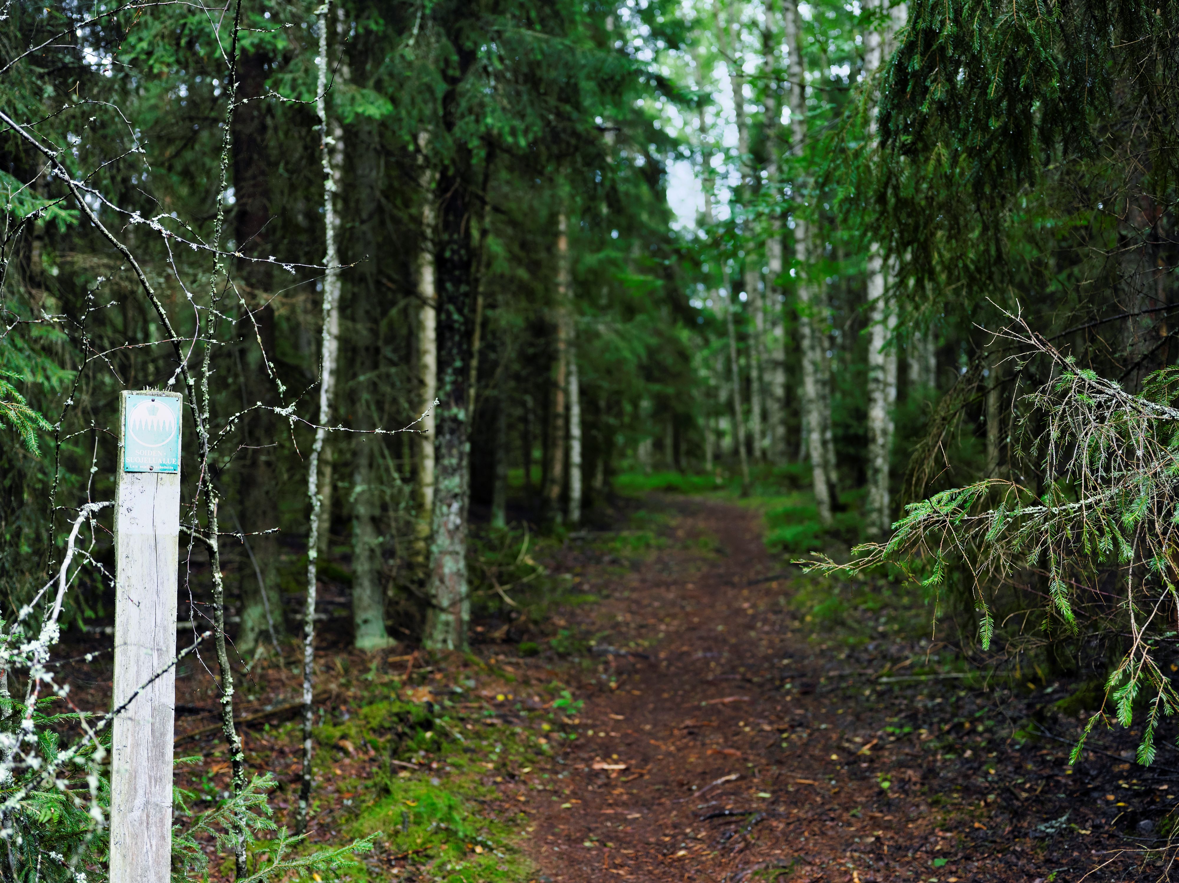 Metsäpolku sekametsässä.
