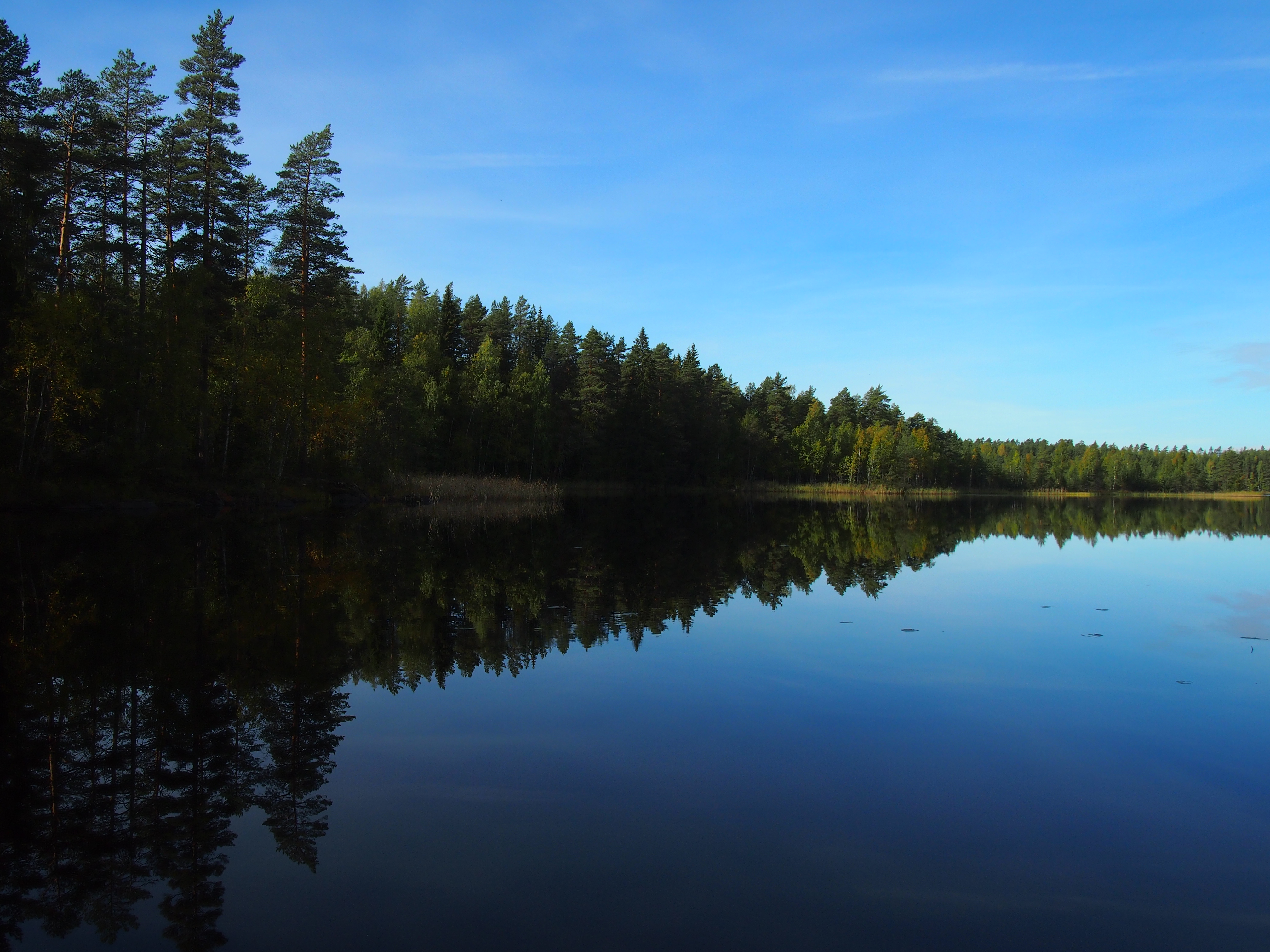 Tyyni järvi ja metsäiset rannat.