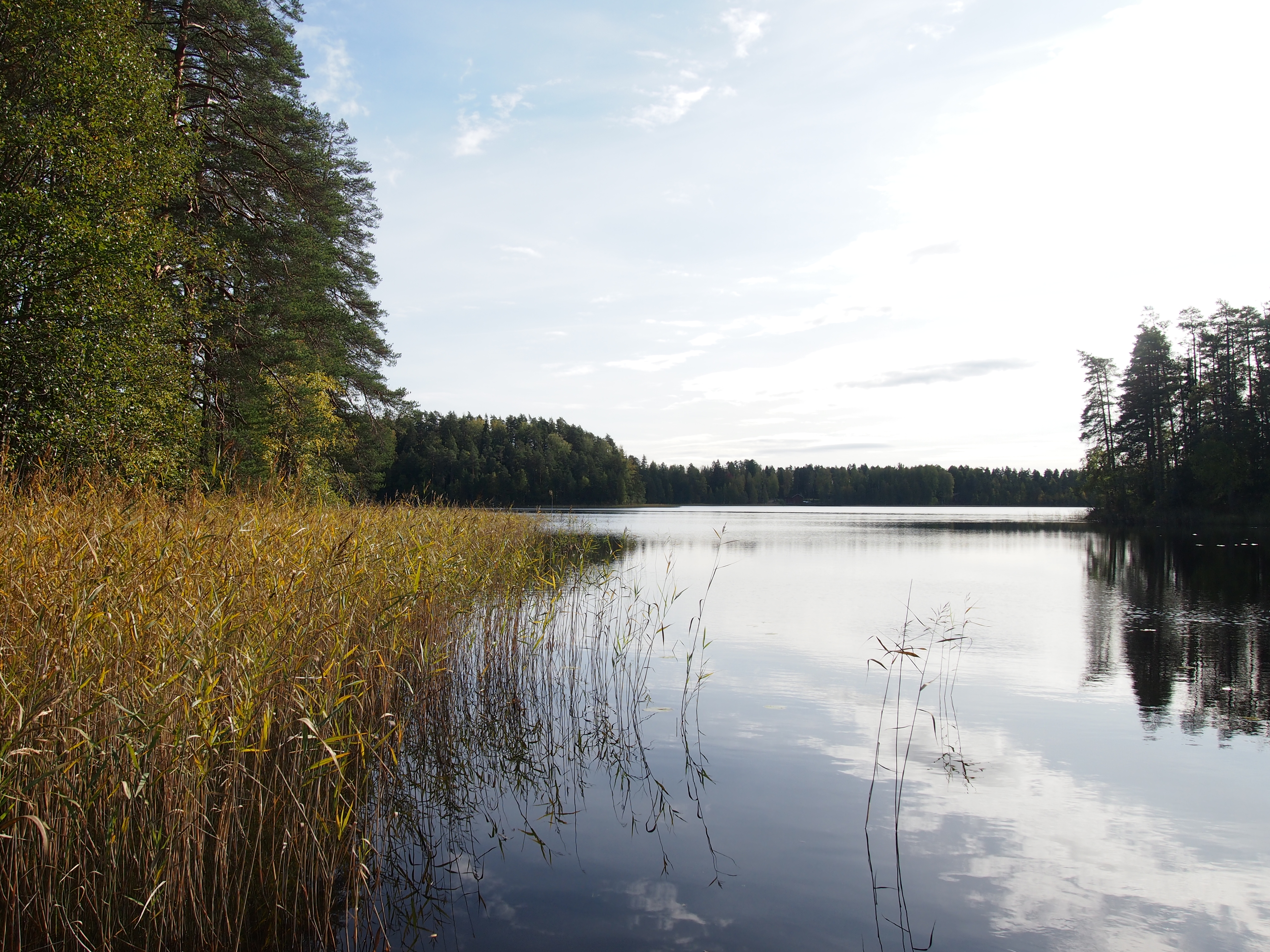 Rantakaislikko ja tyyni järvimaisema.