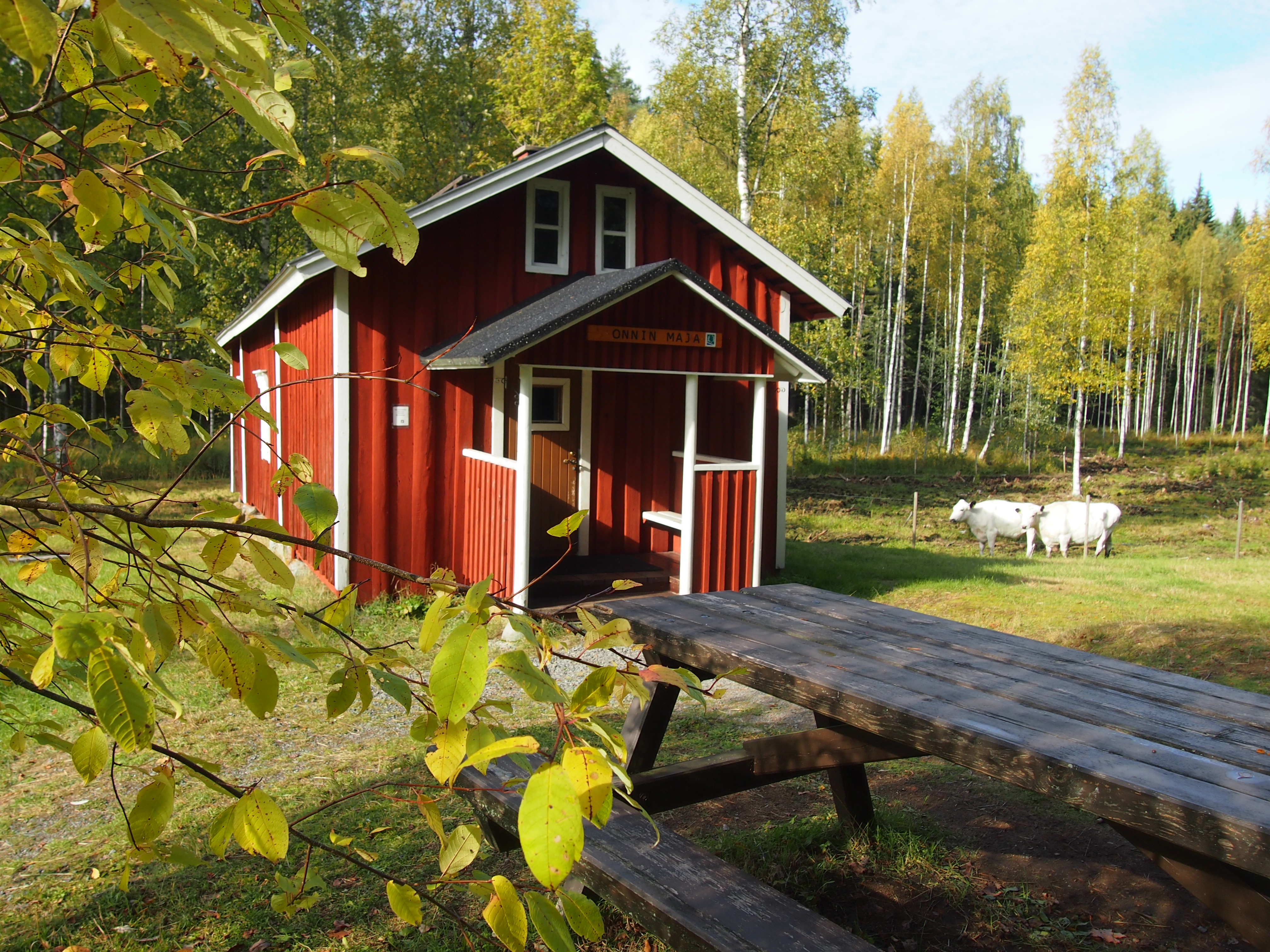 Punainen vanha mökki ja pihassa lehmiä.